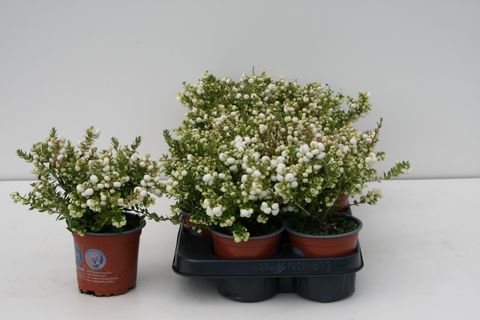 Gaultheria mucronata