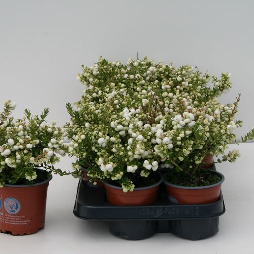 Gaultheria mucronata