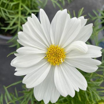 Cosmos bipinnatus 'Casanova White'