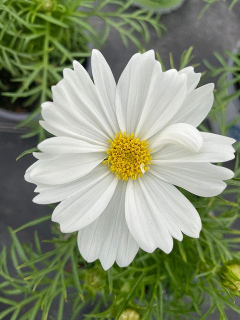 Cosmos bipinnatus 'Casanova White'