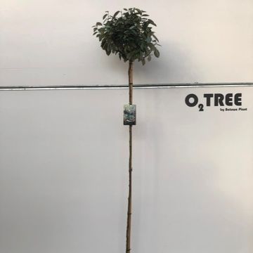 Elaeagnus x ebbingei