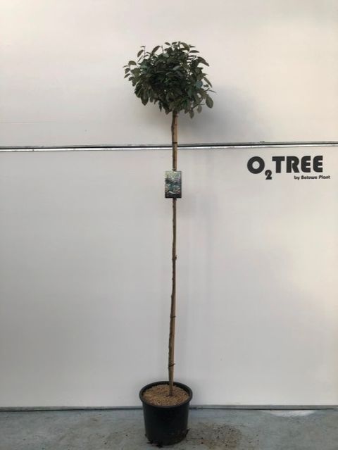 Elaeagnus x ebbingei