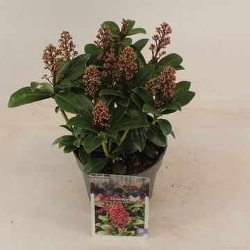 Skimmia japonica 'Celebrations'