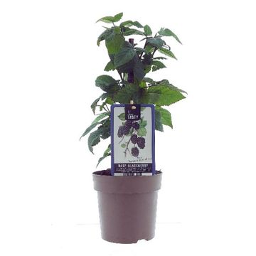 Rubus 'Thornless Boysenberry'