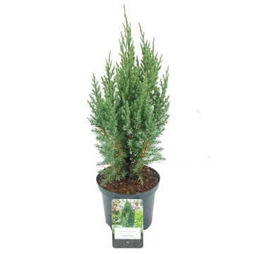 Juniperus chinensis 'Stricta'