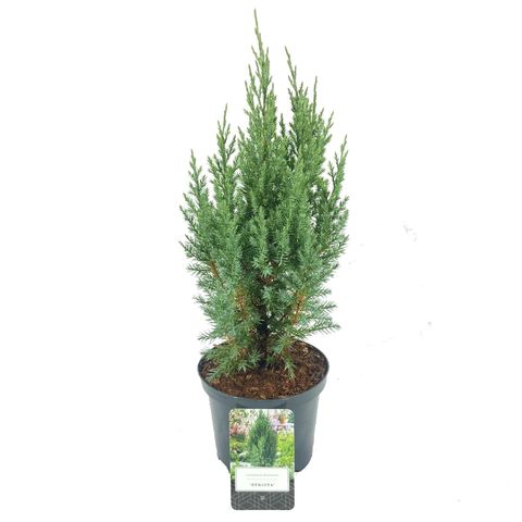 Juniperus chinensis 'Stricta' — Plant Wholesale FlorAccess