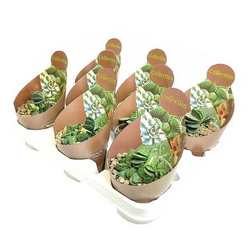 Gasteria carinata verrucosa 'Variegata'