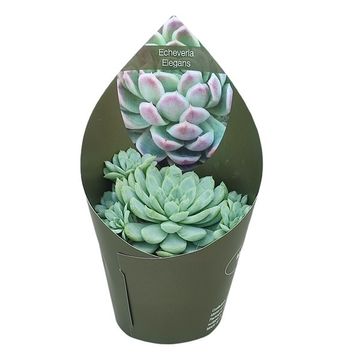 Echeveria elegans