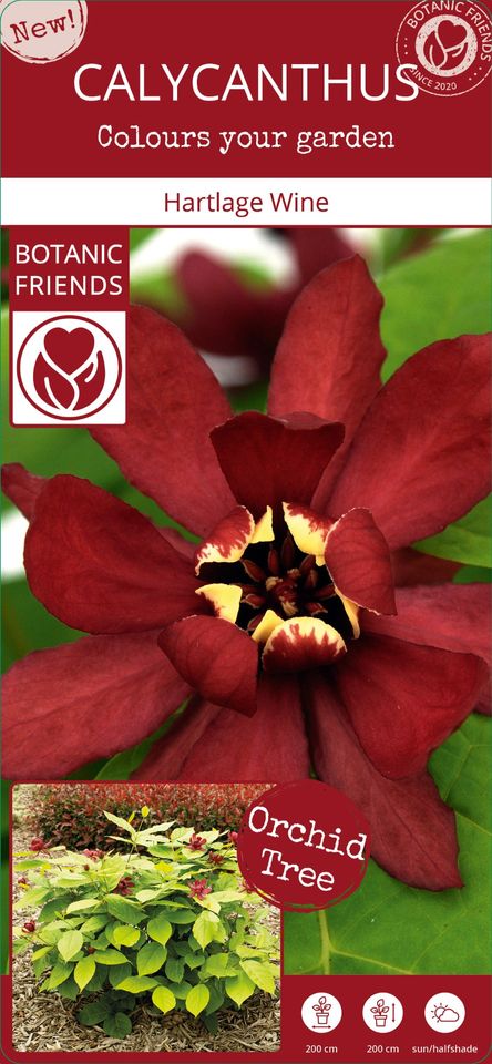 Calycanthus x raulstonii 'Hartlage Wine'