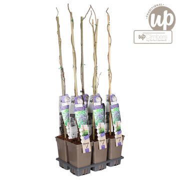 Wisteria floribunda 'Black Dragon'