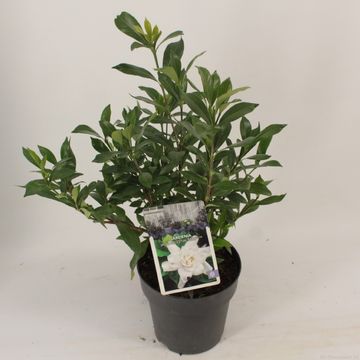 Gardenia jasminoides CELESTIAL STAR