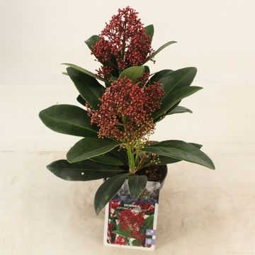 Skimmia japonica 'Rubella'