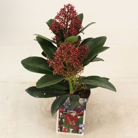 Skimmia japonica 'Rubella'