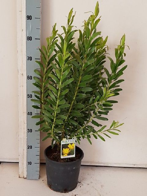 Leucadendron laureolum