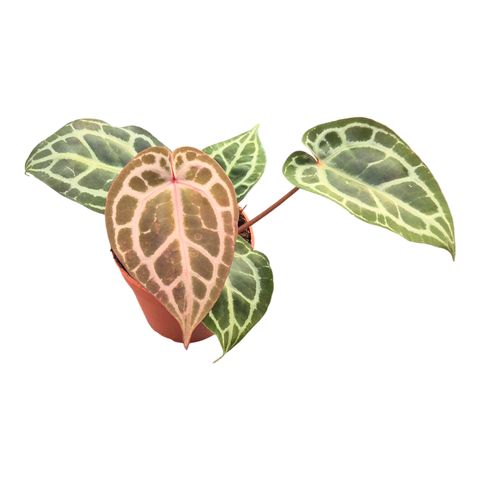 Anthurium DocBlock Anthurium Michelle® '11' X Zara® '14'