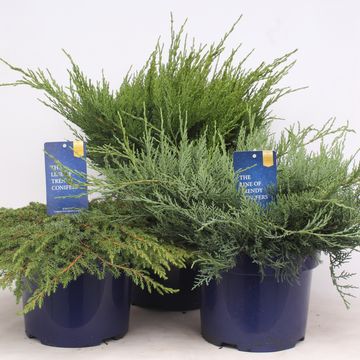 Juniperus MIX