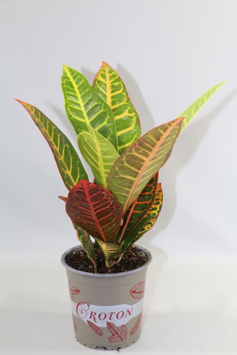 Codiaeum variegatum 'Petra'