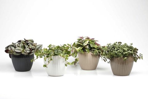 Pilea nummulariifolia