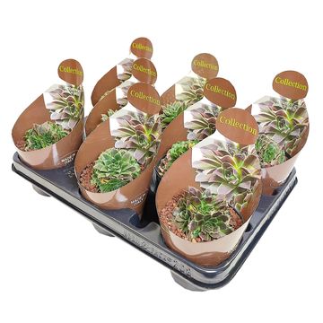 Sempervivum 'Black Lotus'