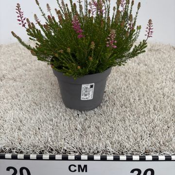 Erica spiculifolia