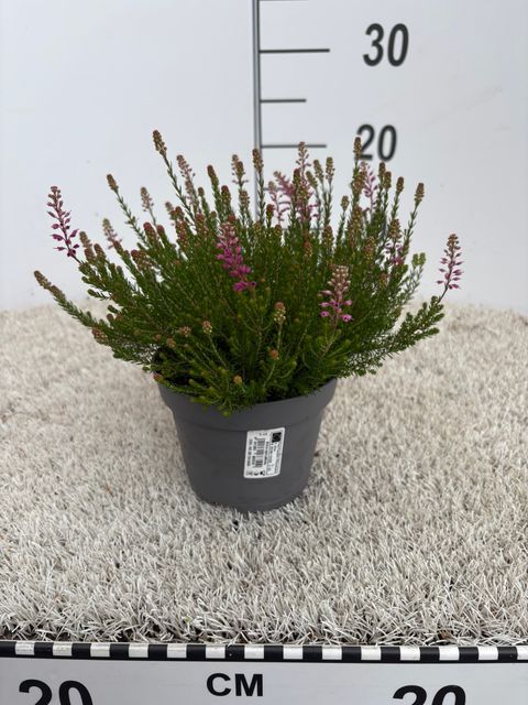Erica spiculifolia