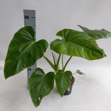 Philodendron giganteum