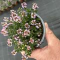 Thymus 'Doone Valley'