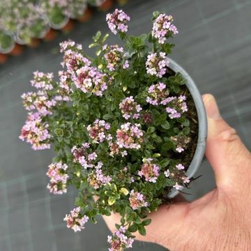 Thymus 'Doone Valley'
