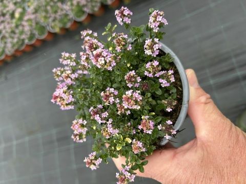 Thymus 'Doone Valley'