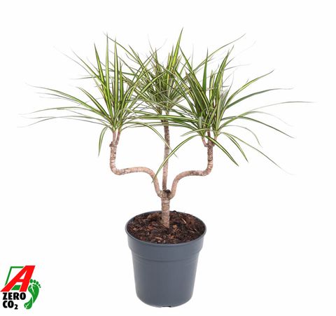 Dracaena marginata 'Sunray'