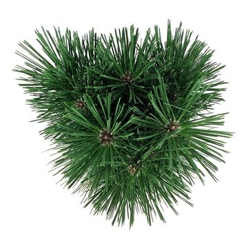 Pinus nigra 'Pyramidalis'