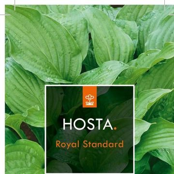 Hosta 'Royal Standard'