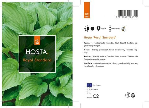 Hosta 'Royal Standard'