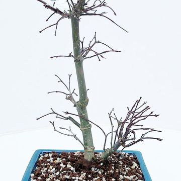 Acer palmatum 'Deshôjô'