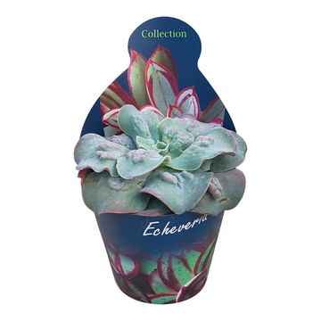 Echeveria 'Cameo'