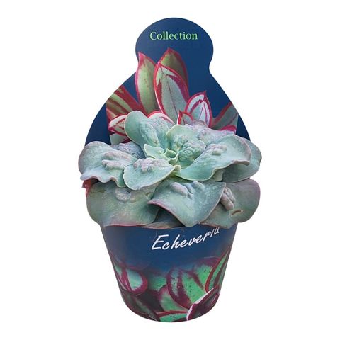 Echeveria 'Cameo'