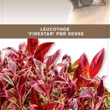 Leucothoe FIRESTAR