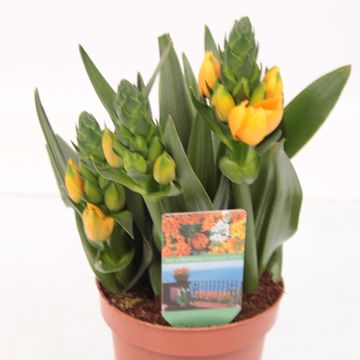 Ornithogalum dubium 'Little Bright Star'