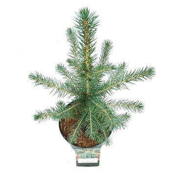 Picea pungens SUPER BLUE SEEDLING