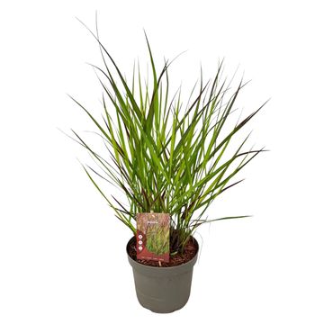 Panicum virgatum 'Squaw'