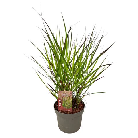 Panicum virgatum 'Squaw'