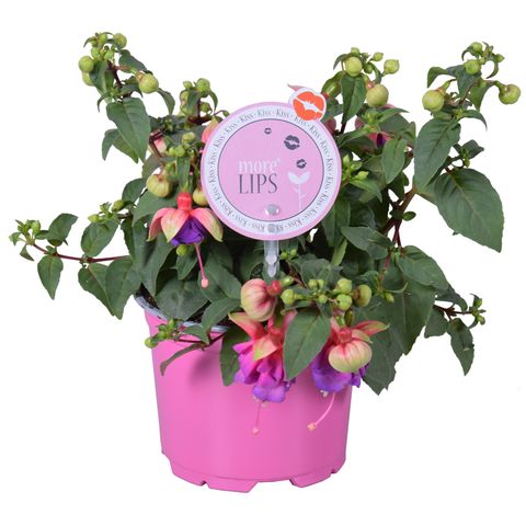 Fuchsia 'Bella Faya'