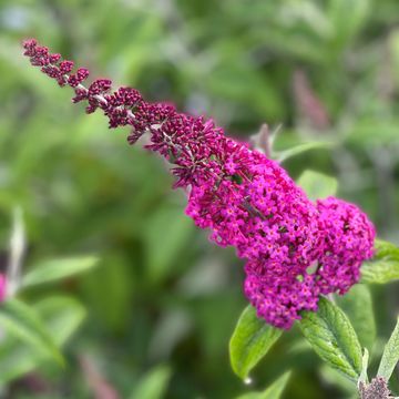 Buddleja 'Miss Ruby'