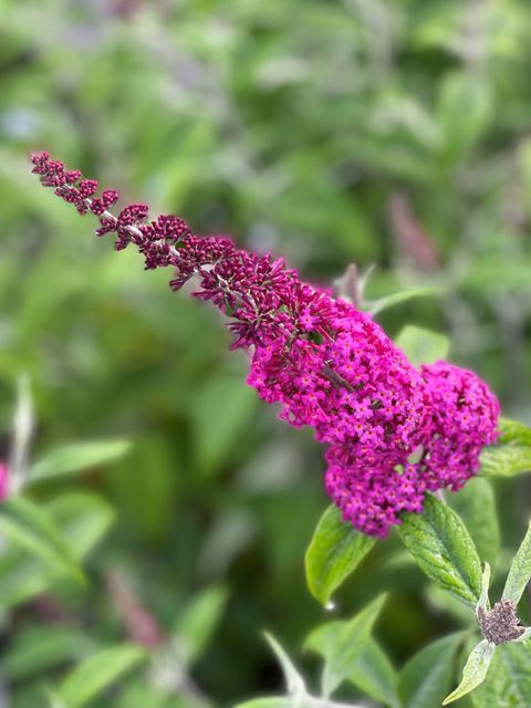 Buddleja 'Miss Ruby'