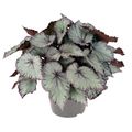 Begonia HAWAIIAN SILVER