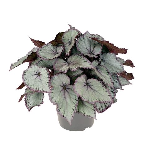 Begonia HAWAIIAN SILVER