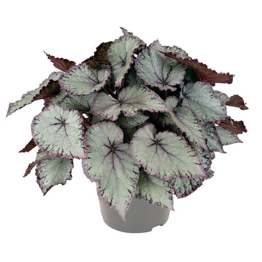 Begonia HAWAIIAN SILVER