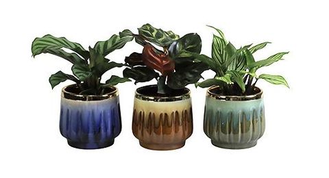 Calathea MIX