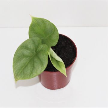 Alocasie 'Silver Dragon'