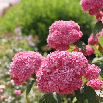 Hydrangea arborescens PINK ANNABELLE